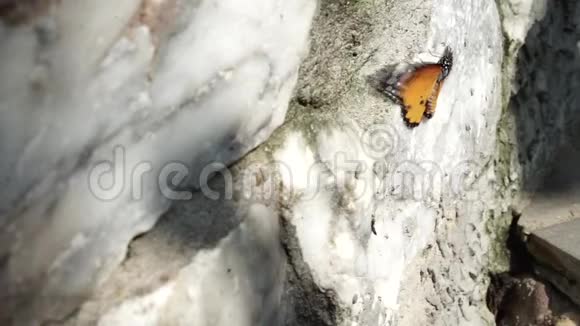 蝴蝶是天然岩石上的动物视频的预览图