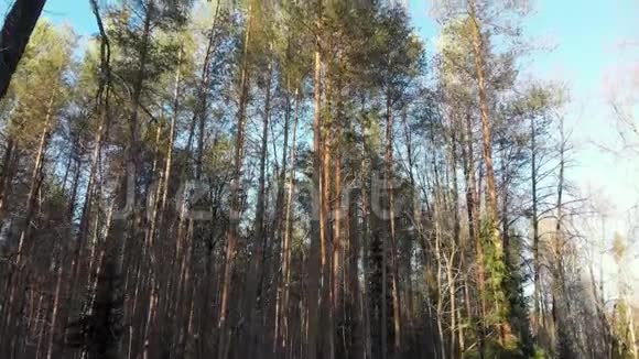 四架直升机升起并移除冬季森林的全景图太阳光射中摄像机视频的预览图
