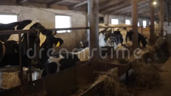 农场的牛黑白牛在马厩里吃干草巴恩有奶牛视频的预览图