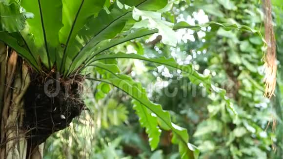 鸟在榕树上筑巢明亮的蕨类鸟窝在榕树上生长着大绿叶各种热带植物视频的预览图