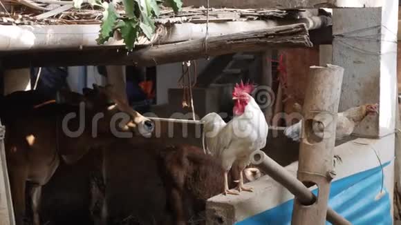 动物在后院散步日出时一只公鸡一头牛和一只小牛站在一个村庄的农场里4k视频的预览图