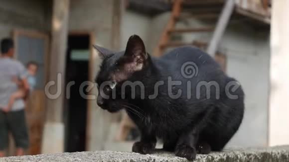 黑猫坐在一个家庭农场的砖墙上特写镜头4k视频的预览图