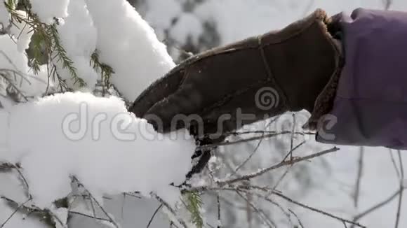 戴上冬暖的手套抚摸着冷杉树枝上的毛茸茸的雪视频的预览图