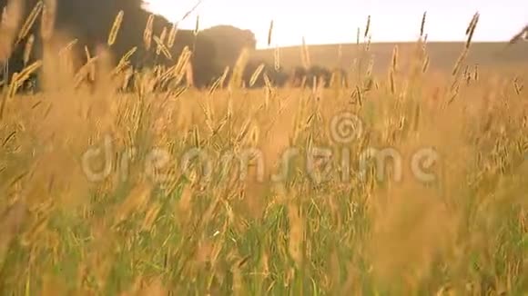 令人惊叹的黄色麦田在美丽的阳光明媚的夏天视频的预览图