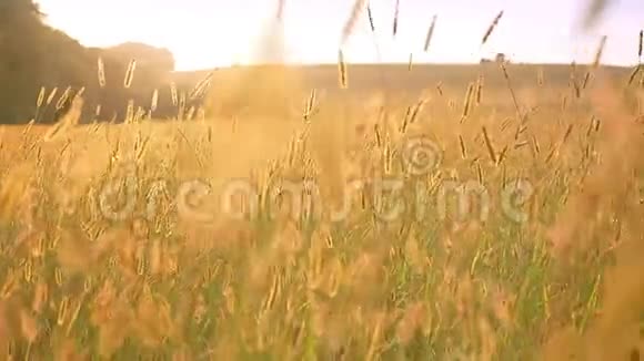 阳光柔和地出现在麦田上黄色的色调美丽的气氛视频的预览图