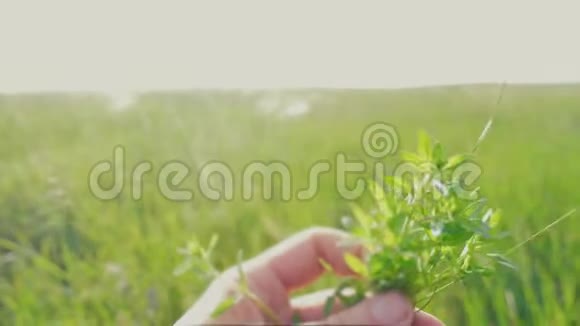 在大自然的田野里人手里拿着草园丁在花园里撕碎青草生活方式太阳绿视频的预览图
