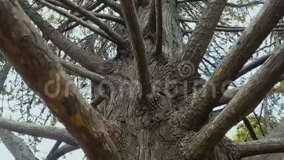 植物园中的老公园树分支祖先联系历史视频的预览图