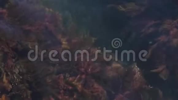 海中的水草慢动作视频的预览图
