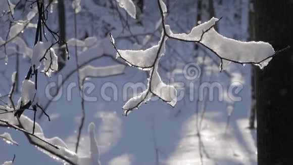薄薄的树枝覆盖着厚厚的一层新鲜的雪视频的预览图