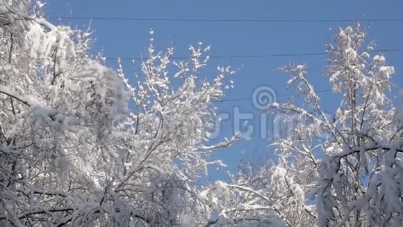 阳光明媚的冬日白雪覆盖着蓝天视频的预览图