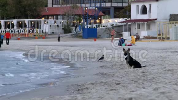 K4一只狗坐在海边不如走开视频的预览图