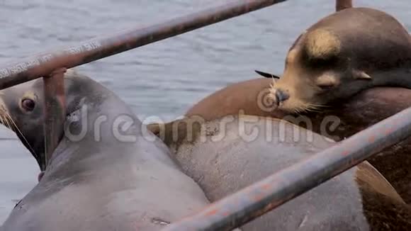 海豹在其他海豹中休息视频的预览图