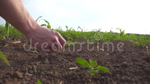 农民的男性手握着他手中的一把地检查玉米地的土壤肥力年轻人接触视频的预览图