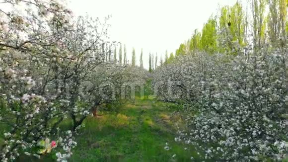 在苹果园的开花树枝之间飞行视频的预览图