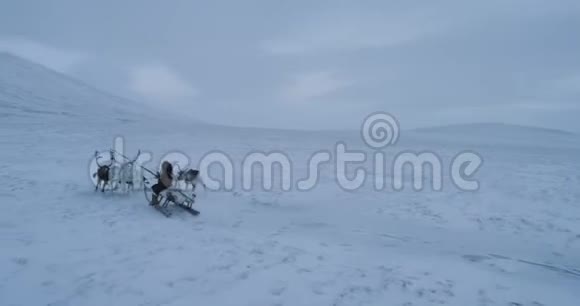 驯鹿在北极的田野中间奔跑人类可以乘坐雪橇4k视频的预览图