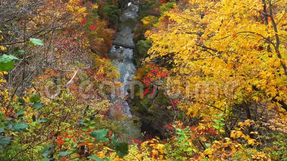 纳鲁科峡谷山上树叶美丽的秋色视频的预览图