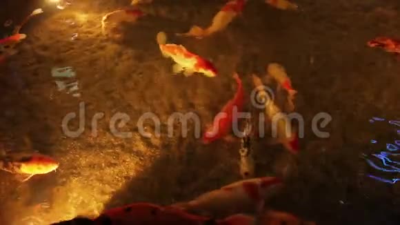鱼缸底部水中的红白鱼视频的预览图