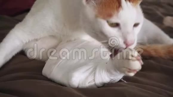 猫舔伤腿伤口护理敷料视频的预览图