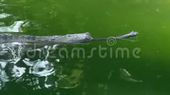 鳄鱼加维利亚斯甘格提丘的可循环电影又称绿水中漂浮的加维利亚视频的预览图