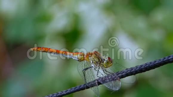 绳子上的蜻蜓视频的预览图
