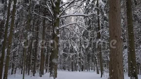 古老的高大树木弯曲的树枝覆盖着厚厚的积雪视频的预览图