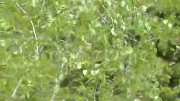 桦树的叶子随风摇曳视频的预览图