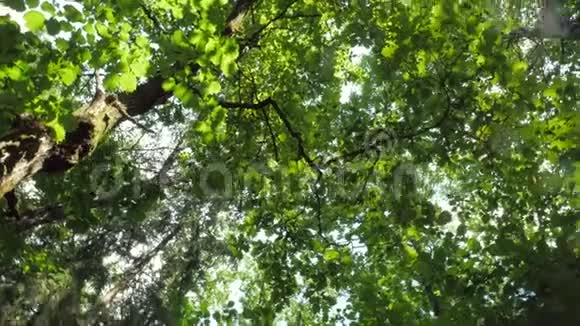 镜头在树梢下旋转覆盖着茂盛的绿叶视频的预览图