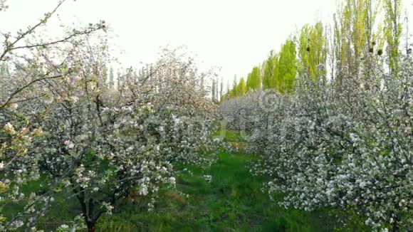 在苹果园的开花树枝之间飞行视频的预览图