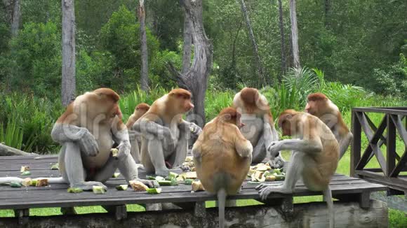 鼻小猴食育计划组影像片濒危野生动物视频的预览图