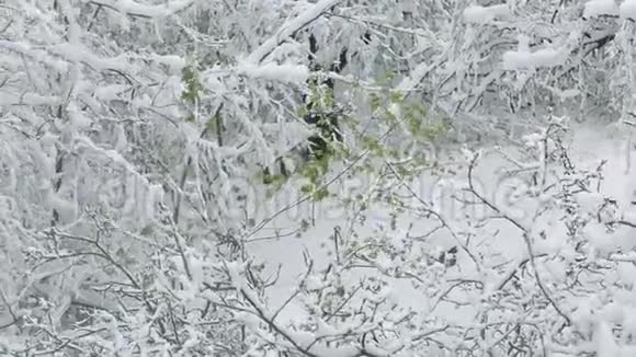 春天降雪长满白雪的叶子的树枝视频的预览图
