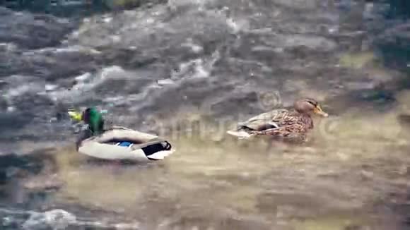 雄性和雌性野鸭野鸭视频的预览图
