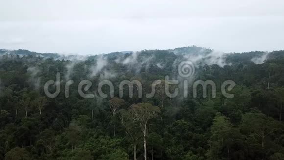 婆罗洲热带雨林双翅果树林摄影视频的预览图