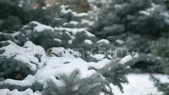 美丽的冬季景观雪杉树和降雪视频的预览图