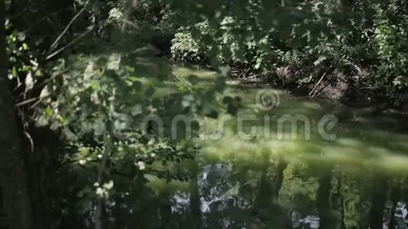 野鸭在绿水中与藻类一起游泳湖映着树木视频的预览图