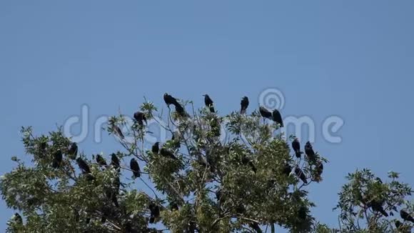 树枝上的乌鸦飞翔的羊群树上的乌鸦黑色的鸟紧紧地视频的预览图