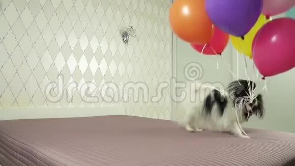 帕皮龙狗带着五颜六色的气球在牙齿上奔跑慢动作股票录像视频的预览图