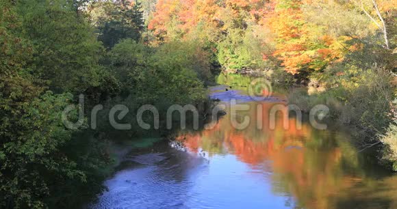 4K小溪边的秋色视频的预览图