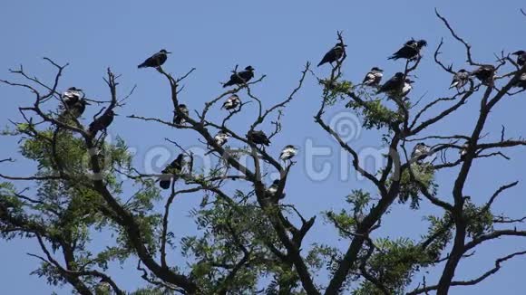 树枝上的乌鸦飞雀树上的乌鸦黑鸟关门视频的预览图