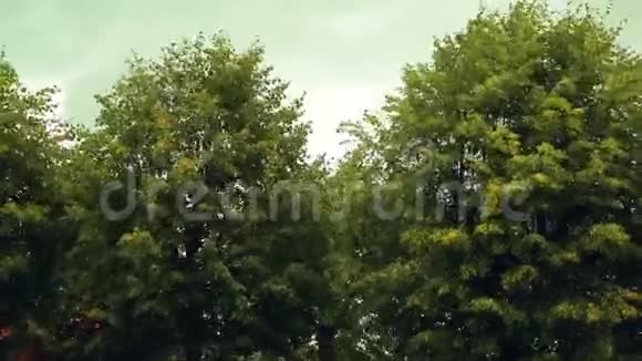 树的树冠是从一阵强风中来的视频的预览图