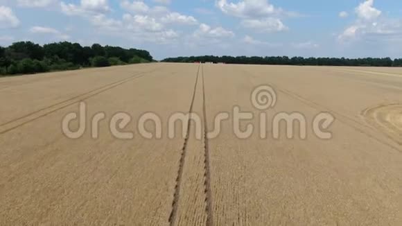 夏季阳光充足的大麦田的鸟瞰图视频的预览图