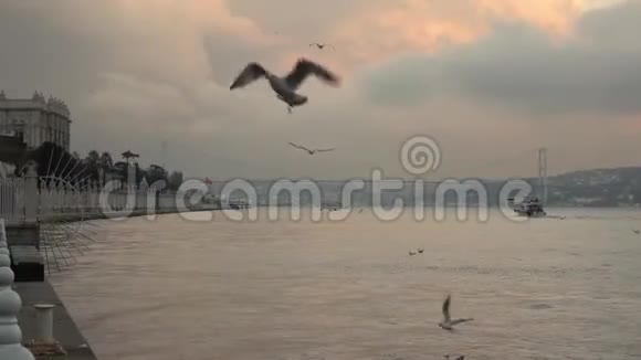 博斯普鲁斯海峡的海景和7月15日烈士桥的背景夕阳多云的天空与飞鸟视频的预览图