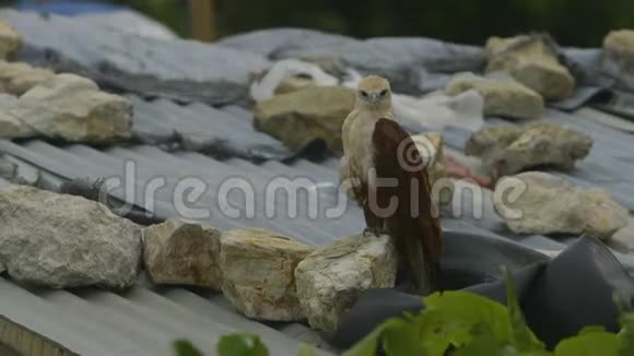 孤独悲伤的棕色猎鹰莫尔斯比贫民窟视频的预览图