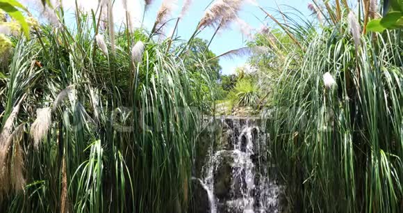 热带植被中的瀑布视频的预览图
