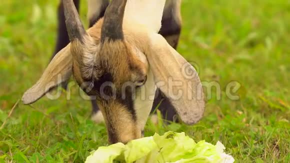 山羊在草地上吃草有趣的山羊在山羊农场吃农业旅游农场动物访问社区的家庭视频的预览图