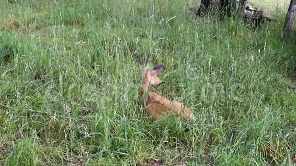 雌鹿躺在绿草上视频的预览图