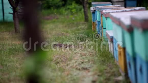 高清近距离观看一群蜜蜂飞来飞去站在田野里的蓝蜂巢视频的预览图