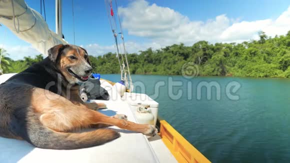 狗在游艇上不寒而栗视频的预览图