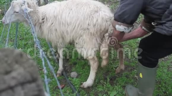 在牧羊人的帮助下农场自然产下一只白羊视频的预览图