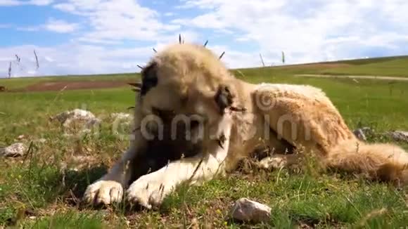 安纳托利亚牧羊犬与钉铁项圈躺在牧场铁钉项圈保护狗的脖子免受狼的侵害视频的预览图