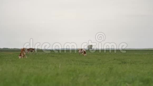 三只橙色的小牛在周围的绿色草坪上吃草它们嚼着许多苍蝇视频的预览图